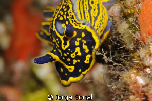 Seaslug
(Hypselodoris picta webbi)
 by Jorge Sorial 
